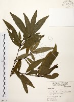 藏品(黃肉樹, 小梗木薑子)的圖片