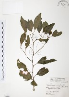 藏品(樟樹)的圖片