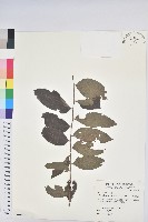 藏品(菲律賓饅頭果)的圖片