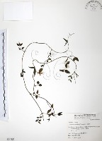 藏品(山素英)的圖片