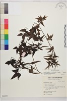 藏品(田村氏鐵線蓮)的圖片