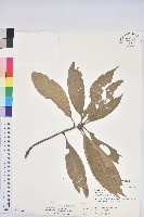 藏品(短尾柯、油葉杜、嶺南柯)的圖片