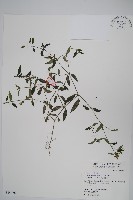 藏品(爵床)的圖片