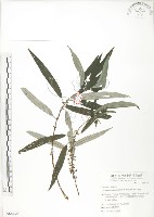 藏品(水麻)的圖片