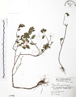 藏品(克非亞草)的圖片