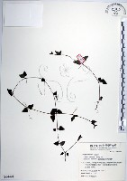 藏品(倒地蜈蚣、四角銅鑼)的圖片