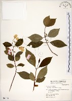 藏品(華八仙)的圖片