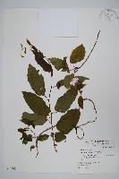 藏品(硬齒獼猴桃)的圖片