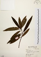 藏品(大明橘)的圖片