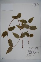 藏品(忍冬、金銀花)的圖片