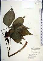 藏品(申跋、油跋、小天南星)的圖片