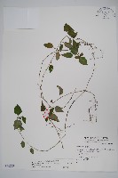 藏品(銀脈爵床)的圖片