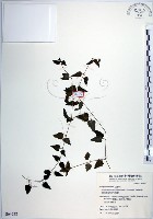 藏品(倒地蜈蚣、四角銅鑼)的圖片