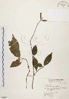 藏品(臺灣石楠)的圖片