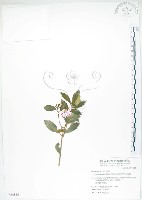 藏品(石吊蘭、吊石苣苔)的圖片