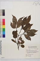 藏品(中原氏鼠李)的圖片