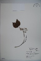 藏品(呂宋莢迷)的圖片