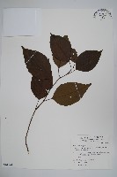 藏品(臺灣赤楊、臺灣榿木)的圖片