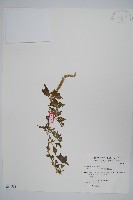 藏品(凹葉野莧菜)的圖片