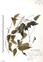 藏品(森氏鐵線蓮)的圖片