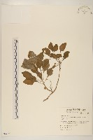 藏品(黃花三七草)的圖片