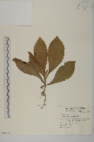 藏品(薄葉艾納香)的圖片