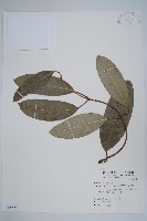 藏品(大錦蘭)的圖片