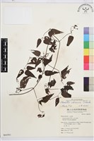 藏品(威靈仙)的圖片