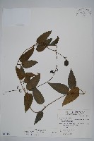 藏品(絨毛芙蓉蘭)的圖片