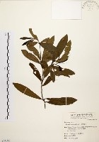 藏品(黃肉樹, 小梗木薑子)的圖片