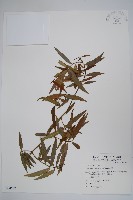 藏品(山橙)的圖片