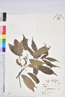 藏品(青剛櫟、鐵椆)的圖片