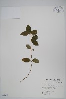 藏品(土牛膝)的圖片