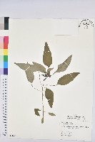 藏品(白臼)的圖片