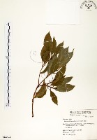 藏品(瓊楠)的圖片