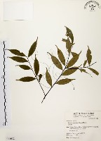 藏品(墨點櫻桃、黑星櫻)的圖片