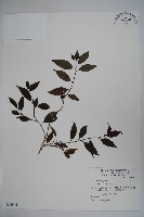 藏品(鐵冬青)的圖片