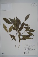 藏品(糊樗)的圖片