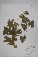 藏品(異葉馬兜鈴)的圖片