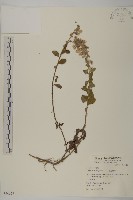 藏品(生毛將軍)的圖片