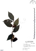 藏品(杜虹花，台灣紫珠)的圖片