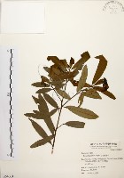 藏品(黃肉樹, 小梗木薑子)的圖片