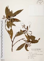 藏品(香楠)的圖片