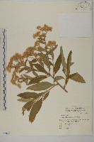 藏品(艾納香)的圖片