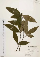 藏品(臺灣石楠)的圖片