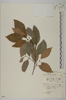 藏品(福建賽衛矛、福建假衛矛)的圖片