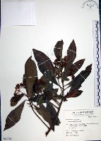 藏品(樹杞)的圖片