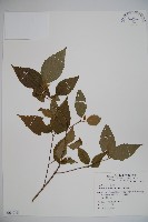 藏品(呂宋莢迷)的圖片