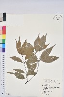藏品(錐果櫟)的圖片
