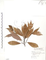 藏品(豬腳楠)的圖片